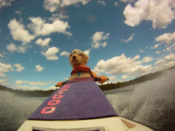 a.baa-Jet-ski-dog